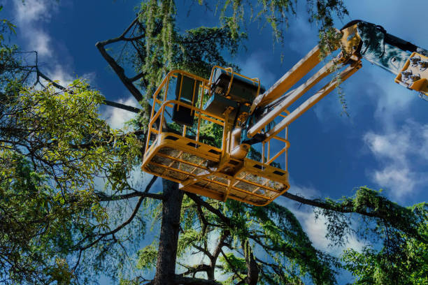 Why Choose Our Tree Removal Services in Wallace, ID?